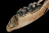 Fossil Rhino (Stephanorhinus) Jaw Section - Germany #123493-4